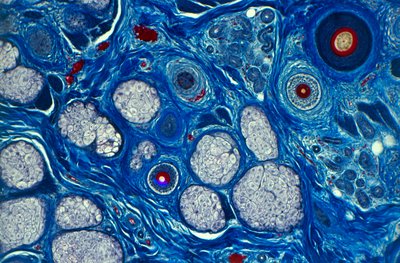 Human Skin Under Microscope by Unknown